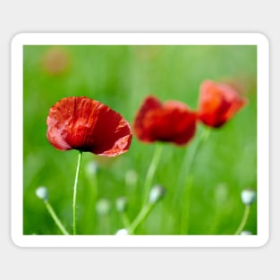 Poppies closeup with selective focus in a field Sticker